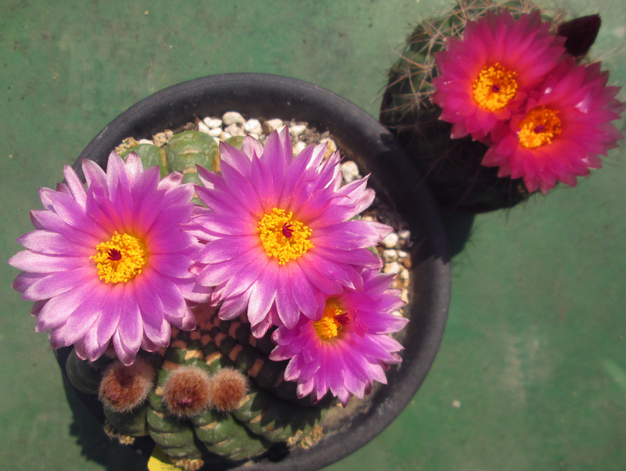 眩美玉的養(yǎng)殖方法？眩美玉如何扦插生根？【圖】