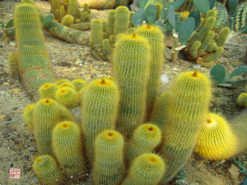 金晃怎么養(yǎng)？金晃的養(yǎng)殖方法?！緢D】