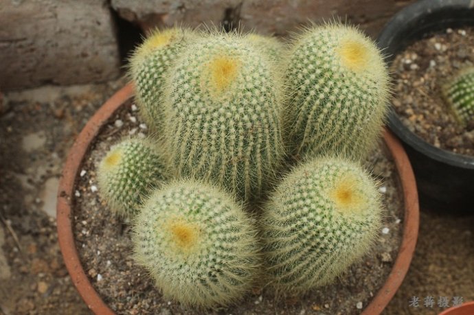 金晃怎么養(yǎng)？金晃的養(yǎng)殖方法?！緢D】