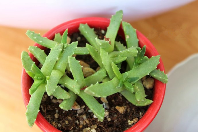 芳香波怎么養(yǎng)？芳香波屬于什么品種？【圖】