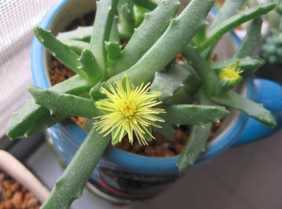 芳香波怎么養(yǎng)？芳香波屬于什么品種？【圖】