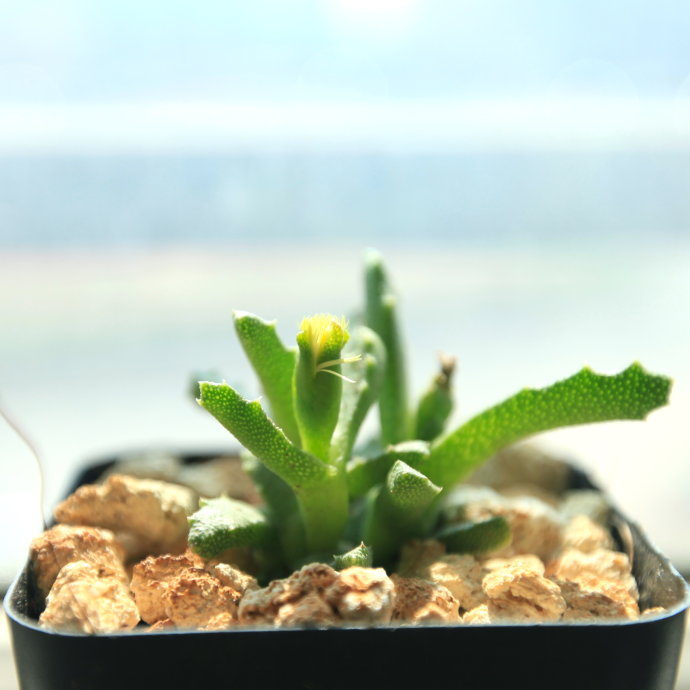 芳香波怎么養(yǎng)？芳香波屬于什么品種？【圖】