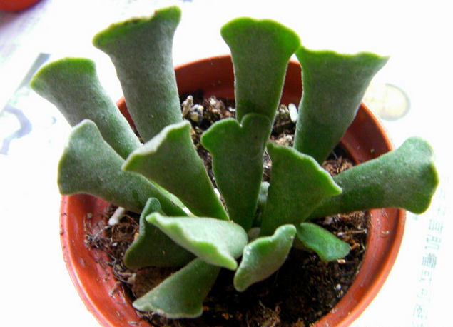 神想曲介紹及圖片？神想曲的養(yǎng)殖方法？多肉神想曲是水泡嗎？【圖】