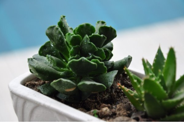 神想曲介紹及圖片？神想曲的養(yǎng)殖方法？多肉神想曲是水泡嗎？【圖】