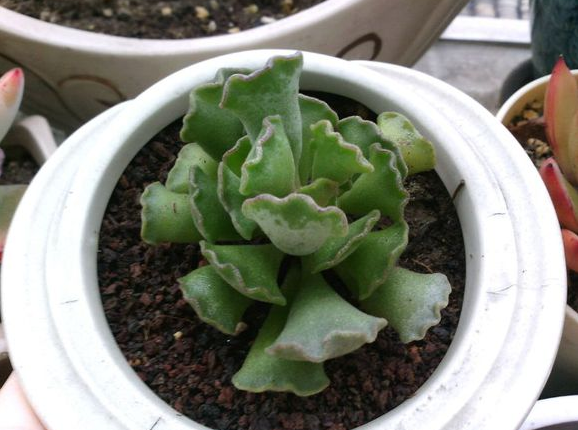 神想曲介紹及圖片？神想曲的養(yǎng)殖方法？多肉神想曲是水泡嗎？【圖】