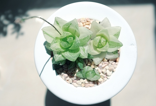 京之華錦怎么養(yǎng)？京之華錦的養(yǎng)殖方法【圖】