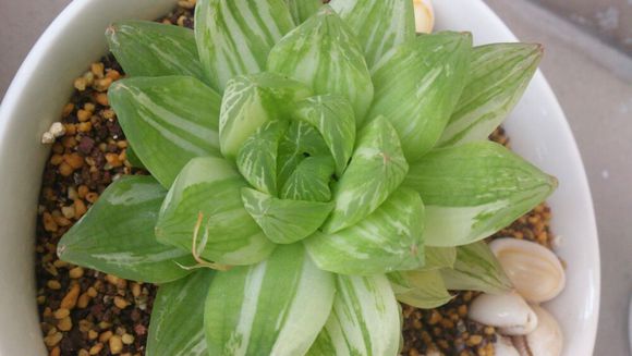 京之華錦怎么養(yǎng)？京之華錦的養(yǎng)殖方法【圖】