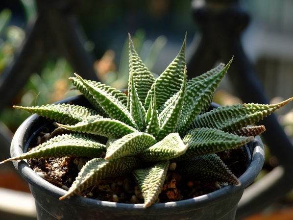 琉璃殿怎么養(yǎng)？琉璃殿的栽培及養(yǎng)護方法？琉璃殿有幾種？【圖】