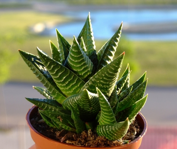 琉璃殿怎么養(yǎng)？琉璃殿的栽培及養(yǎng)護方法？琉璃殿有幾種？【圖】