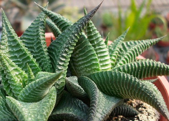 琉璃殿怎么養(yǎng)？琉璃殿的栽培及養(yǎng)護方法？琉璃殿有幾種？【圖】