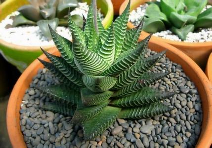 琉璃殿怎么養(yǎng)？琉璃殿的栽培及養(yǎng)護方法？琉璃殿有幾種？【圖】