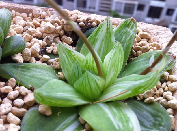  京之華錦怎么養(yǎng)？京之華錦的養(yǎng)殖方法？寶草錦和京之華錦的區(qū)別？【圖】