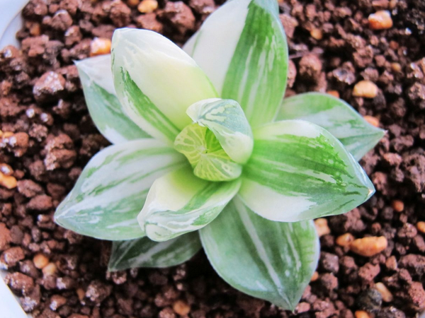  京之華錦怎么養(yǎng)？京之華錦的養(yǎng)殖方法？寶草錦和京之華錦的區(qū)別？【圖】