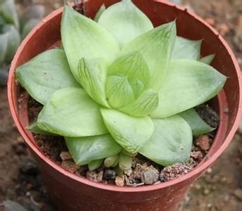  京之華錦怎么養(yǎng)？京之華錦的養(yǎng)殖方法？寶草錦和京之華錦的區(qū)別？【圖】