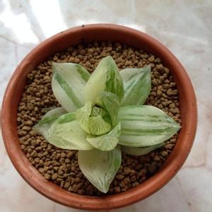  京之華錦怎么養(yǎng)？京之華錦的養(yǎng)殖方法？寶草錦和京之華錦的區(qū)別？【圖】