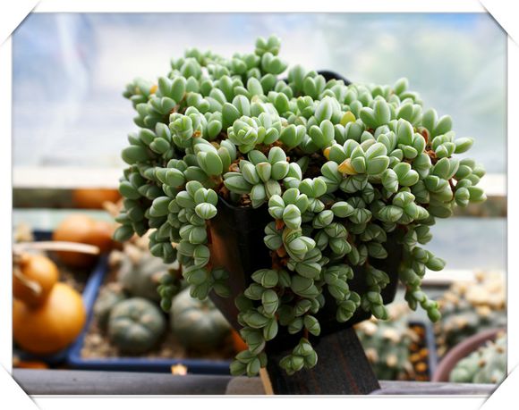 碧玉蓮的養(yǎng)殖方法？碧玉蓮和鹿角海棠的區(qū)別？碧玉蓮夏季養(yǎng)護(hù)注意事項(xiàng)有哪些呢？【圖】