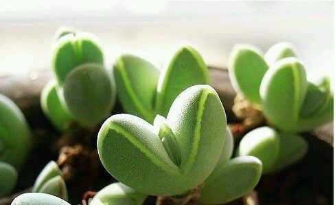 碧玉蓮的養(yǎng)殖方法？碧玉蓮和鹿角海棠的區(qū)別？碧玉蓮夏季養(yǎng)護(hù)注意事項(xiàng)有哪些呢？【圖】