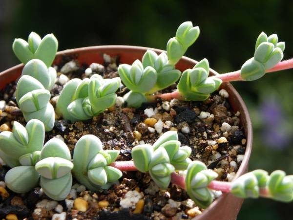 碧玉蓮的養(yǎng)殖方法？碧玉蓮和鹿角海棠的區(qū)別？碧玉蓮夏季養(yǎng)護(hù)注意事項(xiàng)有哪些呢？【圖】