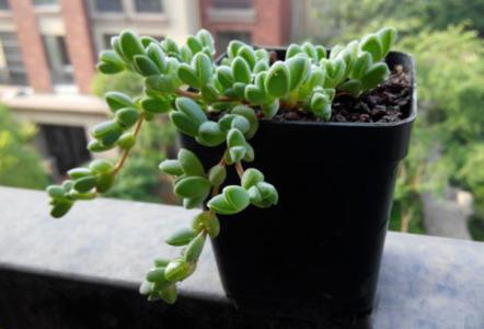 碧玉蓮的養(yǎng)殖方法？碧玉蓮和鹿角海棠的區(qū)別？碧玉蓮夏季養(yǎng)護(hù)注意事項(xiàng)有哪些呢？【圖】