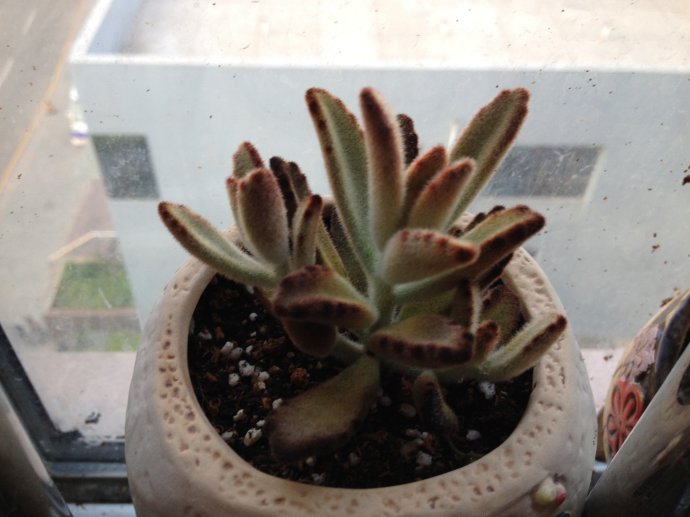 黑兔耳的養(yǎng)殖方法？黑兔耳和月兔耳的區(qū)別？【圖】