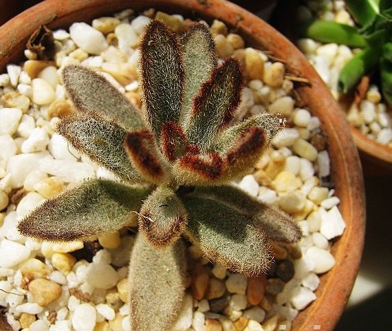 黑兔耳的養(yǎng)殖方法？黑兔耳和月兔耳的區(qū)別？【圖】