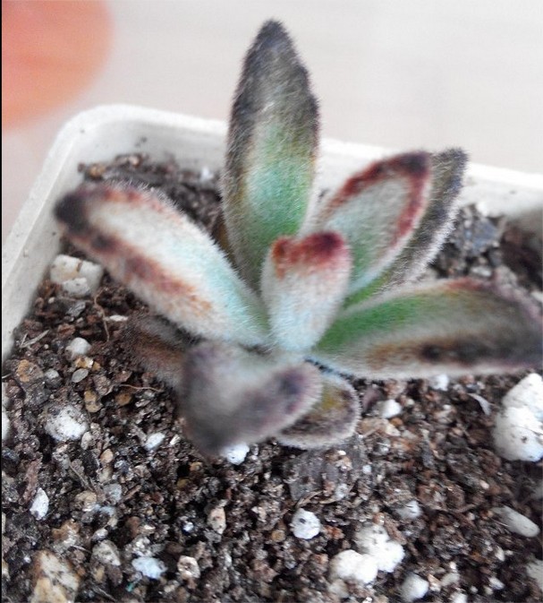 黑兔耳的養(yǎng)殖方法？黑兔耳和月兔耳的區(qū)別？【圖】