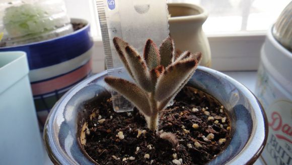 黑兔耳的養(yǎng)殖方法？黑兔耳和月兔耳的區(qū)別？【圖】