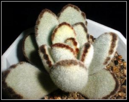 黑兔耳的養(yǎng)殖方法？黑兔耳和月兔耳的區(qū)別？【圖】