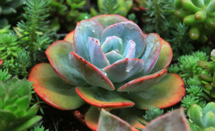 白鳳多肉的養(yǎng)殖方法？白鳳多肉能長多大？白鳳(多肉植物)的介紹及栽培方法 ？