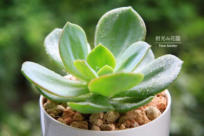 白鳳多肉的養(yǎng)殖方法？白鳳多肉能長多大？白鳳(多肉植物)的介紹及栽培方法 ？