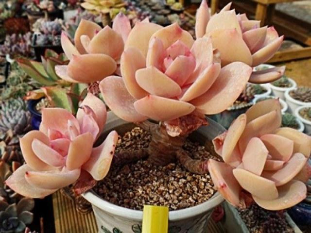 白鳳多肉的養(yǎng)殖方法？白鳳多肉能長多大？白鳳(多肉植物)的介紹及栽培方法 ？