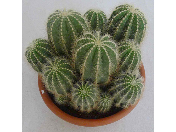 英冠玉什么時候開花？英冠玉和子孫球的區(qū)別？英冠玉怎么養(yǎng)？【圖】