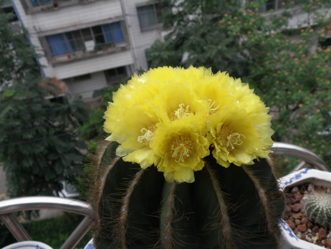 英冠玉什么時候開花？英冠玉和子孫球的區(qū)別？英冠玉怎么養(yǎng)？【圖】