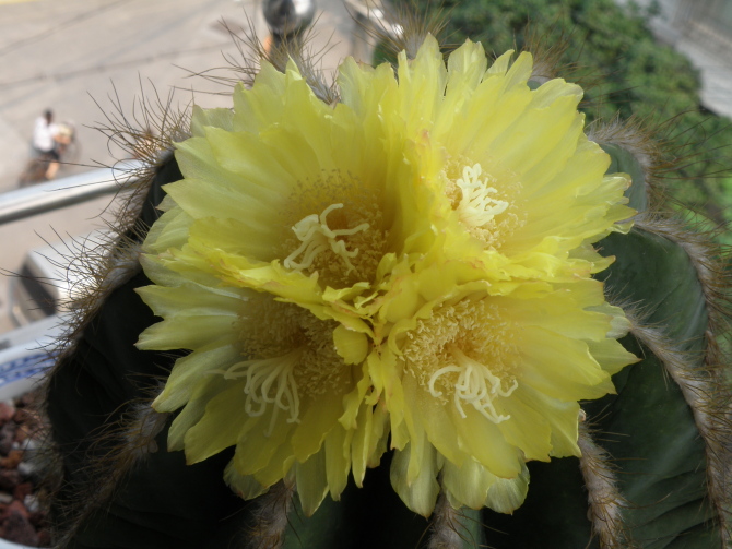 英冠玉什么時候開花？英冠玉和子孫球的區(qū)別？英冠玉怎么養(yǎng)？【圖】