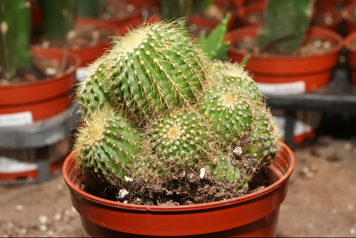 英冠玉什么時候開花？英冠玉和子孫球的區(qū)別？英冠玉怎么養(yǎng)？【圖】