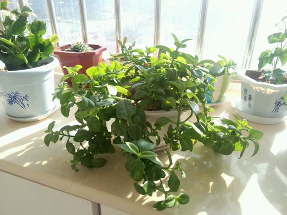 雨心怎么養(yǎng)？多肉植物雨心的養(yǎng)殖方法？【圖】