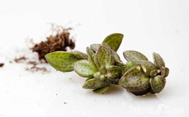 雨心怎么養(yǎng)？多肉植物雨心的養(yǎng)殖方法？【圖】