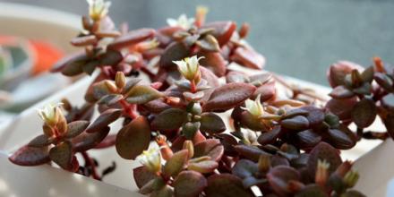 雨心怎么養(yǎng)？多肉植物雨心的養(yǎng)殖方法？【圖】