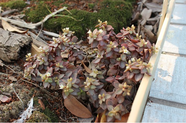 雨心怎么養(yǎng)？多肉植物雨心的養(yǎng)殖方法？【圖】