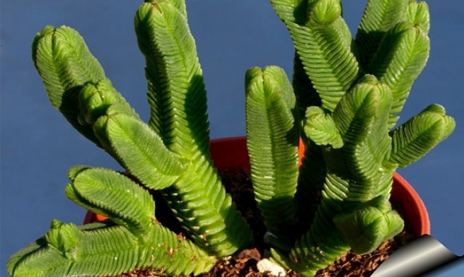 方鱗綠塔怎么養(yǎng)？方鱗綠塔的養(yǎng)植方法？【圖】