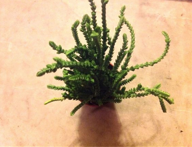 方鱗綠塔怎么養(yǎng)？方鱗綠塔的養(yǎng)植方法？【圖】