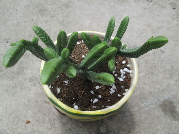 方鱗綠塔怎么養(yǎng)？方鱗綠塔的養(yǎng)植方法？【圖】