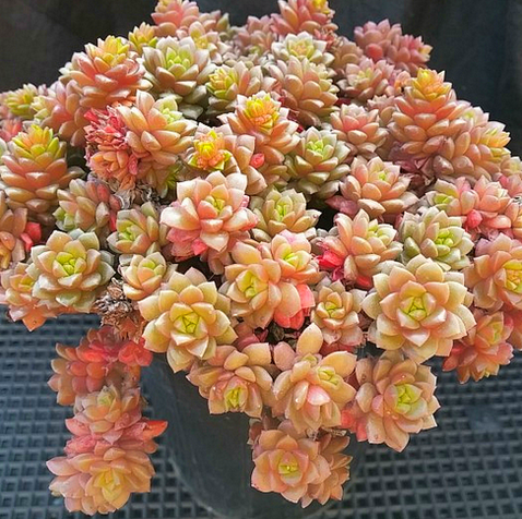 小玉多肉怎么養(yǎng)？小玉特里爾寶石的養(yǎng)殖方法？【圖】