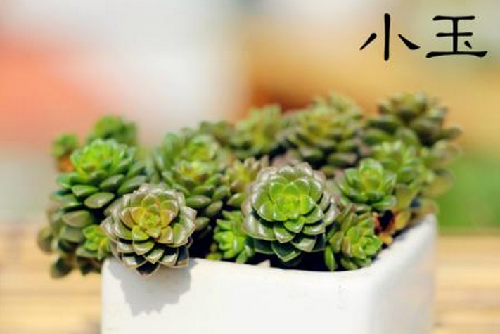 小玉多肉怎么養(yǎng)？小玉特里爾寶石的養(yǎng)殖方法？【圖】