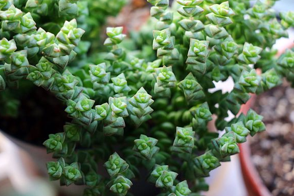 小玉多肉怎么養(yǎng)？小玉特里爾寶石的養(yǎng)殖方法？【圖】