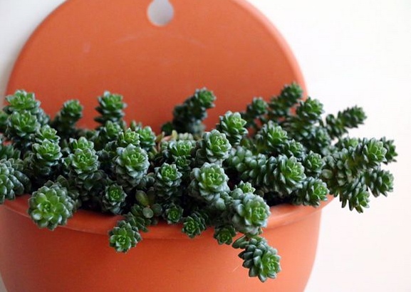 小玉多肉怎么養(yǎng)？小玉特里爾寶石的養(yǎng)殖方法？【圖】