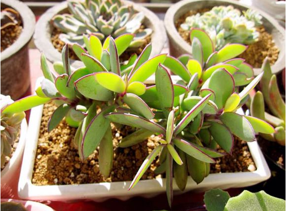 紫蠻刀怎么養(yǎng)？紫蠻刀的養(yǎng)殖方法？【圖】