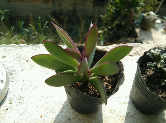 紫蠻刀怎么養(yǎng)？紫蠻刀的養(yǎng)殖方法？【圖】