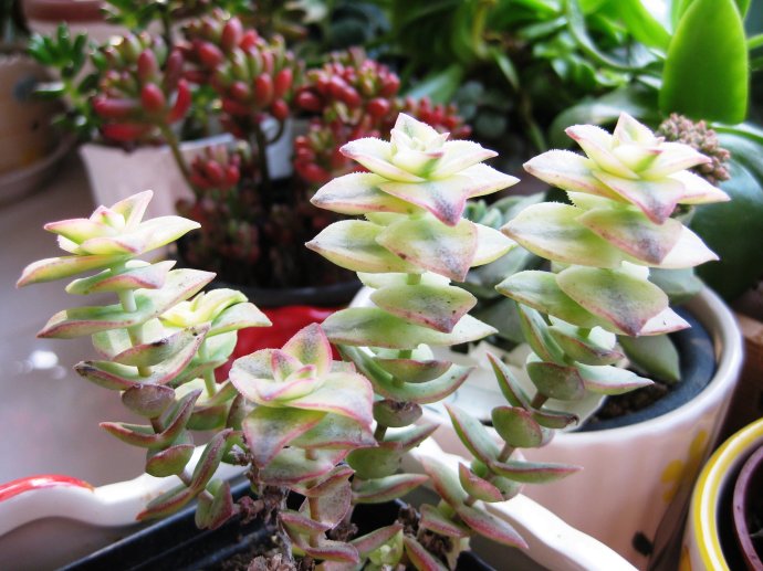 十字星錦的養(yǎng)殖方法？十字星錦扦插繁殖？【圖】