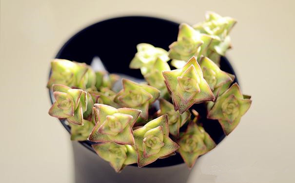 十字星錦的養(yǎng)殖方法？十字星錦扦插繁殖？【圖】